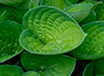 Hostas photo