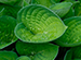 Hostas photo