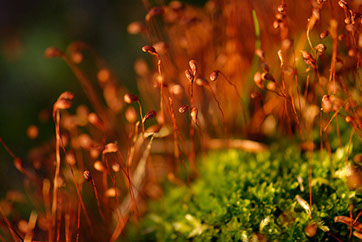 Maine moss photo